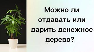 Можно ли дарить или отдавать денежное дерево?