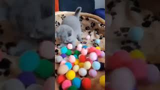 funny cat with balls