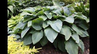 Proven Winners Shadowland Empress Wu Hosta