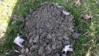 Mole trapping made easy (the mole mound)