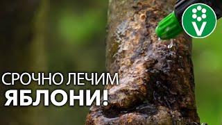 4 ПРОСТЫХ ШАГА ЛЕЧЕНИЯ ЯБЛОНИ – СРОЧНО спасаем сад от болезней и вредителей!