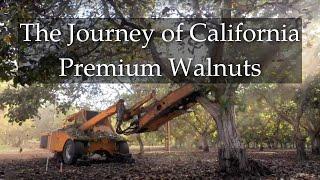 The Journey of California Premium Walnuts