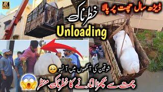 Dangerous Cow Unloading  3rd Floor Se Bachra Unloading  Allah Khair Kary  Karachi Mandi 2025