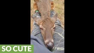 Wild Deer Preciously Falls Asleep In Person's Lap