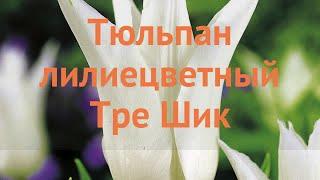 Тюльпан лилиецветная Тре Шик (tulipa tyulpan)  Тре Шик обзор: как сажать, луковицы тюльпаны Тре Шик