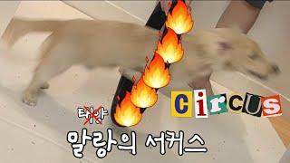 서커스 하는 아기 강아지 / 닥스훈트 말랑이 / 태양의 서커스X 말랑의서커스O