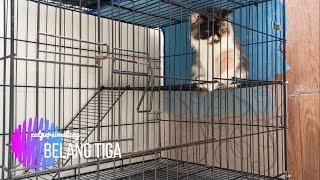 Mitos Kucing yang memiliki kekuatan magis / jantan tiga warna ( calico )