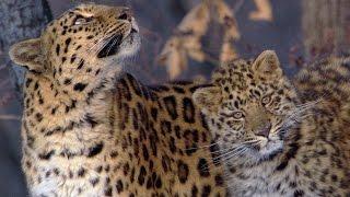 The Amur Leopard | Planet Earth | BBC Earth