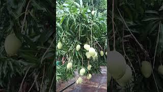 apple mangoes//kuya mar ##nature #ofw #goodvibes #viralvideo #fypviral #travelblog #beautifulworld