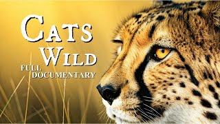 THE WILD CAT'S l 8K TV ULTRA HD /  Full Documentary in English