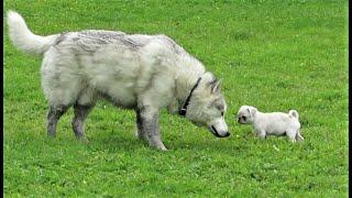 HUSKY leads his cousins ASTRAY ~ Family day out ~ NUTTY DOGS  cute and funny