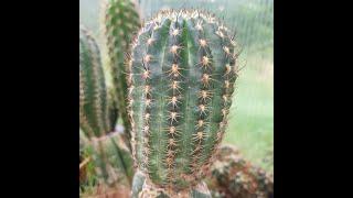 Cactus Grafting on Trichocereus - Cactus Jerk S1E509