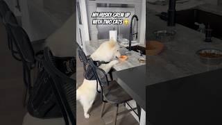 Hilarious Husky CAUGHT ON CAMERA Stealing Cat Food  #shorts