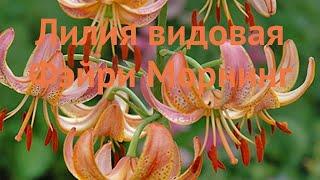 Лилия видовая Фэйри Морнинг (lilium)  Фэйри Морнинг обзор: как сажать, луковицы лилии Фэйри Морнинг