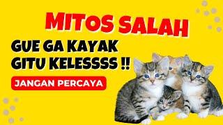 JANGAN PERCAYA !! 5 Mitos Kucing yang Salah ini, Ternyata ini yang Sebenarnya #shorts #short