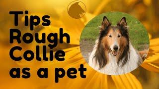  Tips for choosing a rough collie as a pet