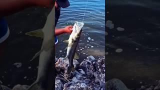 SNOOK! #freshwater #gamefish #snook #snookfishing #florida #fypviralシ #fypシ゚viral #fyp #fishing