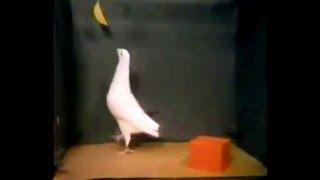 Эксперимент: Голубь решает "банановую проблему" - A Pigeon Solves the Classic Box and Banana Problem