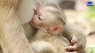 So Handsome Young New Born  Robin Sip Milk From Mama Rose Step by Step  July1,2024/Vs.3779.Amber