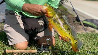 Finding Peacock Bass in Florida