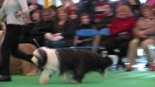 Crufts 2009 - Bearded Collies - AM CH DIOTIMA ALWAYS ON MY MIND - CC & BOS