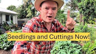 Grow Your Own Food with Seedlings and Cuttings NOW