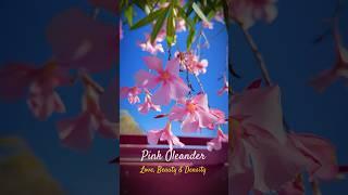 The Beauty of Pink Oleander | Nature’s Charm