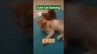 Kucing Lucu Menari , Cute Cat Dancing