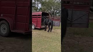 and just like that... he was moved to a new barn. #apbeauregard #stallion #horse #horsecare