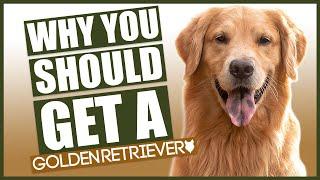 GOLDEN RETRIEVER! 5 Reasons Why YOU SHOULD Get A Golden Retriever!