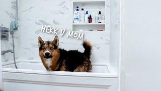 BATH TIME | BATHING MY SHEPHERD HUSKY MIX | MACKEY THE SHEPSKY