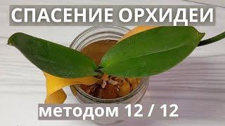  Эксперимент по спасению орхидеи: 12 часов в воде, 12 часов на просушке! Снова отличный результат!