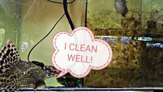 The Cleaning Power of Pleco A.K.A  the Janitor Fish.