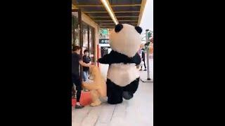 Cute panda video 2022 #shorts #shortvideo #cute #panda #fyp #video #funny #tiktok