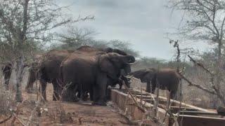 Premier Water Solutions ltd did it again || Buffalos enjoying the water