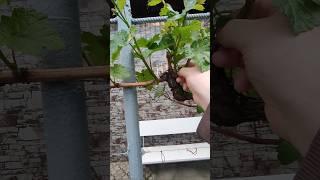 Важно прореживать и удалять все ненужные побеги... #виноград #grape #garden #формировка
