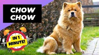 Chow Chow - In 1 Minute!  One Of The Most Expensive Dog Breeds In The World | 1 Minute Animals