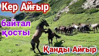 Кер Айғыр айырды. Жайлауға жылқы Айдау.