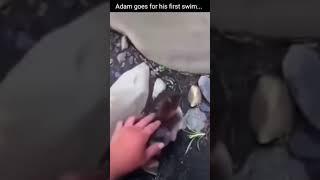 ADAM