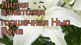 Лилия азиатская горшечная Нью Вейв (lilium)  Нью Вейв обзор: как сажать, луковицы лилии Нью Вейв