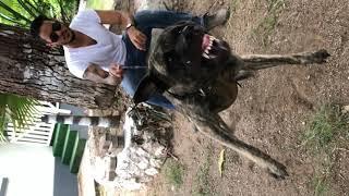 Crazy Dutch Shepherd goes in for the kill !