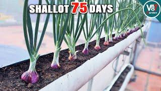 Seed-to-Harvest Shallots in PVC Pipes | Perfect for Small Spaces