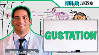 Neurology | Gustation (Taste Pathway)