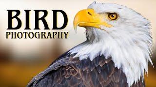 WILDLIFE PHOTOGRAPHY of the LARGEST bird nests in the WORLD! - Bald Eagles with chicks - Nikon Z9