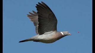 Wood Pigeon Hunt Season 2022 - Caccia al Colombaccio - Using Shotkam and Gemini Chokes- Φάσσα κυνήγι