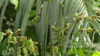 Gliding Tree Frog Frenzy