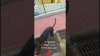 הפסקת משיכות בטיול  - אייל תוינה