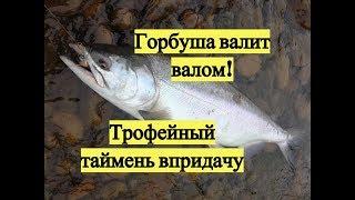 Горбуша валит валом! Трофейный таймень впридачу / A lot of Pink Salmon & Giant Taimen