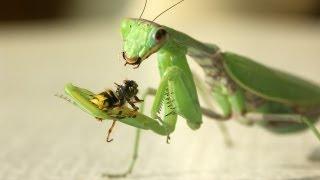 MANTIS RELIGIOSA AND WASP