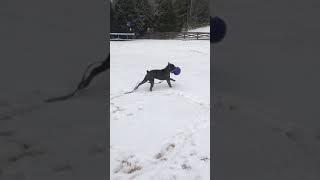 Cane Corso Playing in the SNOW!!! | RidgeLife #Shorts